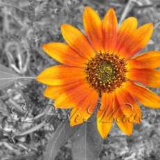 Red Sunflower