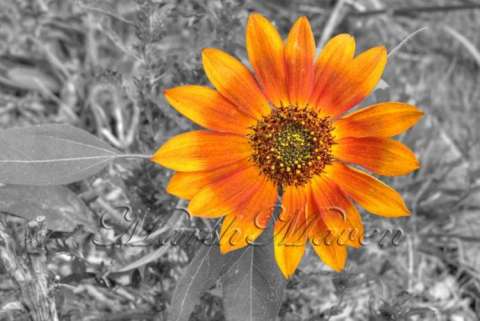 Red Sunflower