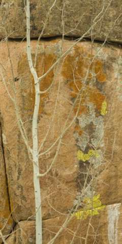 Paint Rock Aspen