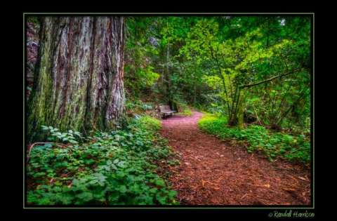 Redwoods_01