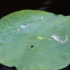 Water on Lilly Pad