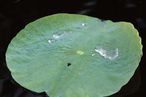 Water on Lilly Pad