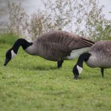 Geese grazing