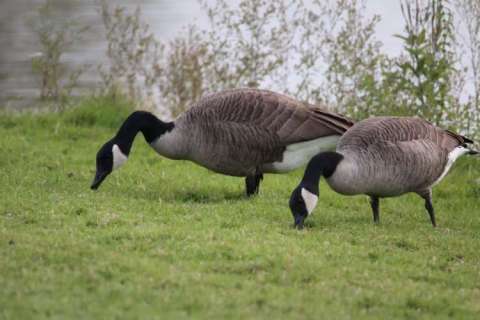 Geese grazing