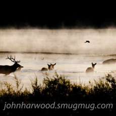 Elk and Ducks in the Mist