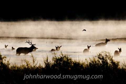Elk and Ducks in the Mist