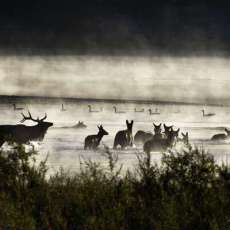 Elk in the Mist