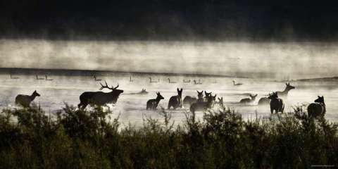 Elk in the Mist