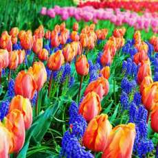 Tulips and Hibiscus