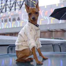 Little Fox Wear By Valerie