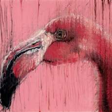 Flamingo ©2014