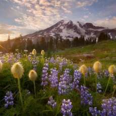 "King of the Truffula Trees"