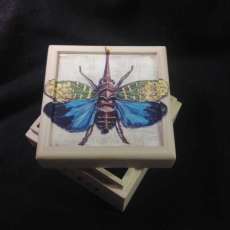 Lantern Bug Small Box