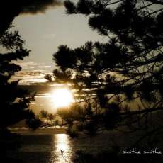 sunset through trees