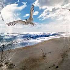 The Spirit of Flight