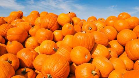 Punkin' Days (Pumpkin)