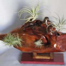 Bird of pray with face below