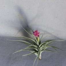 Air Plant in bloom
