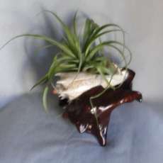 Air Plant grown in large sea shell
