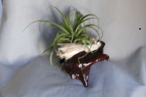 Air Plant grown in large sea shell