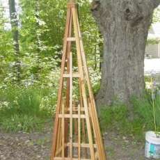 Pyramid Arbor