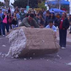 Cotton Bale Rolling Contest