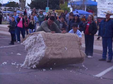 Cotton Bale Rolling Contest