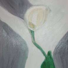 O'Keefe Calla Lily