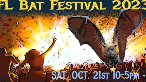 Florida Bat Festival