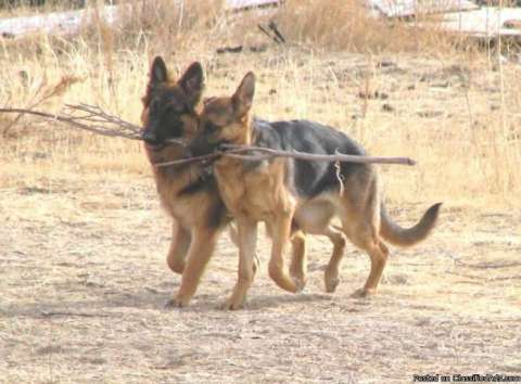 dogs in the field