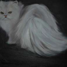 persian cat