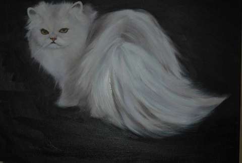 persian cat