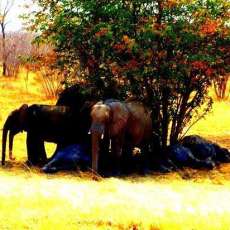 Global Family Imports