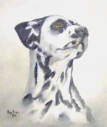  Only one Dalmation