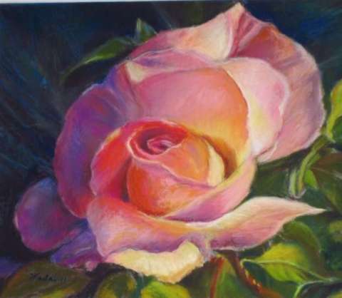 morning rose in pastel