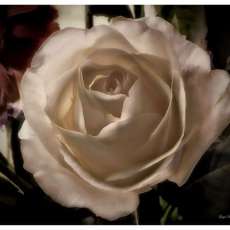 Splendor of the Rose