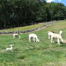 Bayns Hill Alpaca Farm!