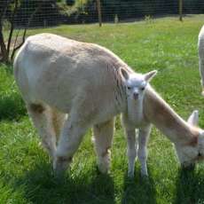 Bayns Hill Alpaca Farm!