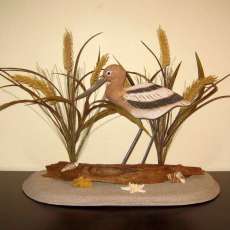 American Avocet on a Beach with Driftwood