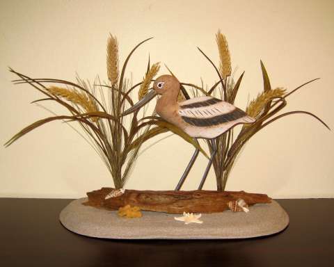 American Avocet on a Beach with Driftwood