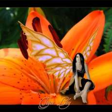 Tiger Lily Bling
