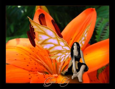 Tiger Lily Bling