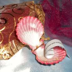 Fortune Shells