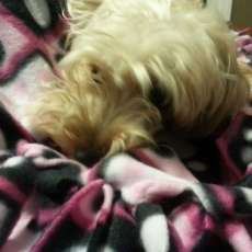 Pets love these fleece blankets