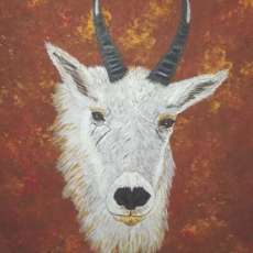 Rocky Mountain Goat