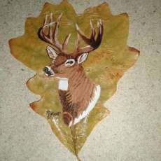 Mule deer Buck on natural leaf
