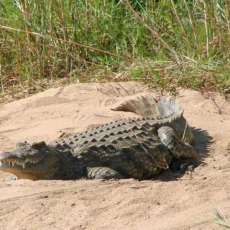 African crocodile