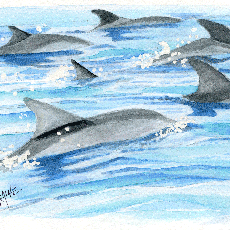Watercolors-Dolphin Pod