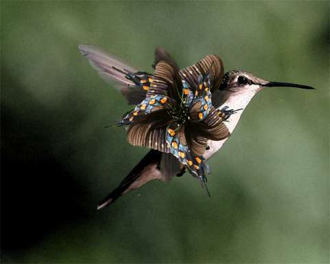 Sassy hummingbird