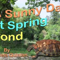 A Sunny Day at Spring Pond